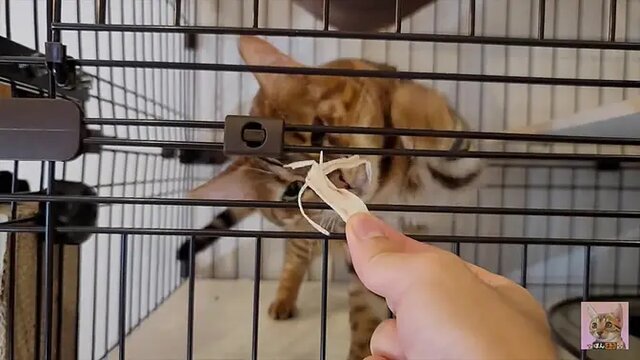 Furry babe licks cock and swallows creampie